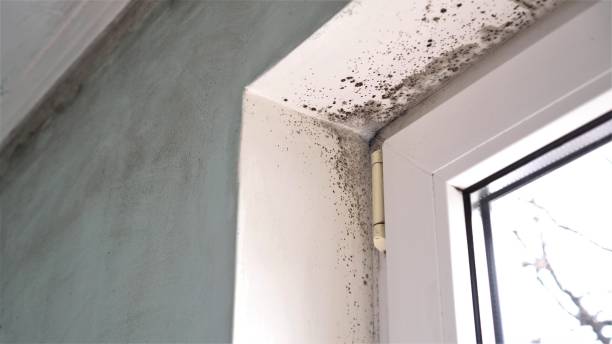 Best White Mold Remediation in Advae, NC