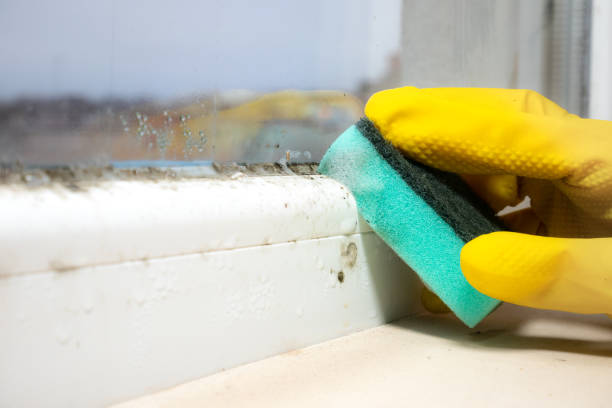 Best Attic Mold Remediation in Advae, NC