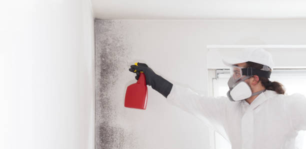 Best Residential Mold Remediation in Advae, NC