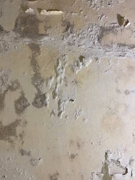 Best Mold Remediation for Specific Building Types in Advae, NC