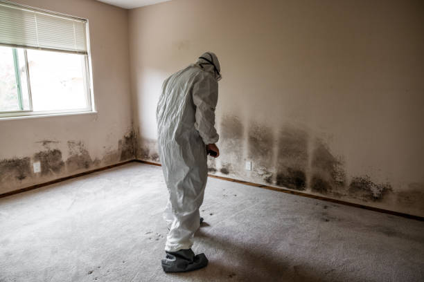 Best Black Mold Remediation in Advae, NC