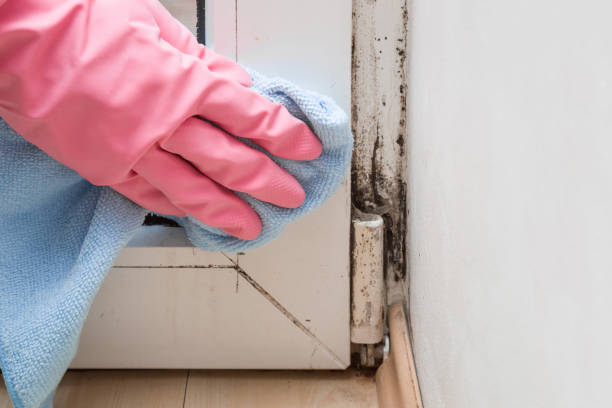 Best HVAC Mold Remediation in Advae, NC